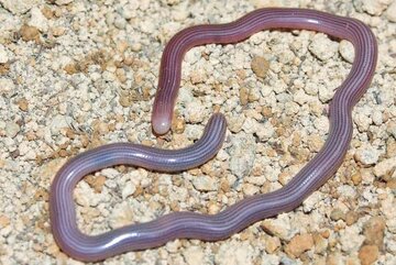 stripped-blind-snake.jpg