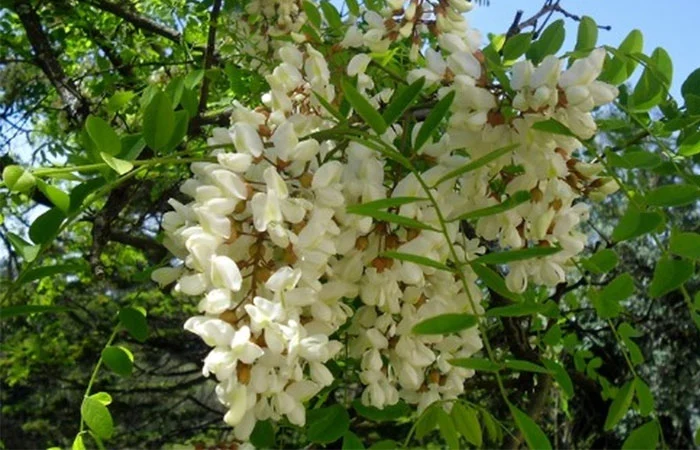 Types of acacia trees and photos of this beautiful tree